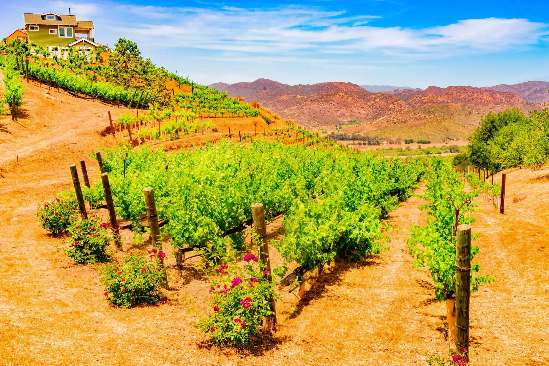 Sip San Diego Wineries