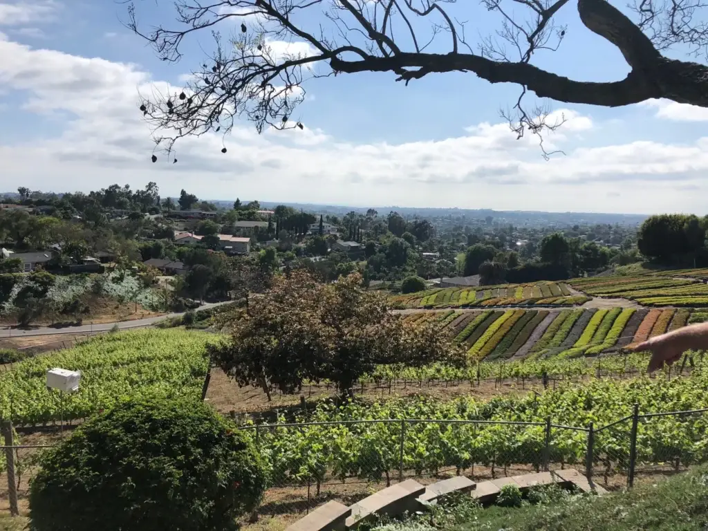 ZXQ Vineyards View Sip San Diego Wine Image